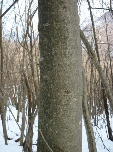 Corteccia dell'albero di Frassino